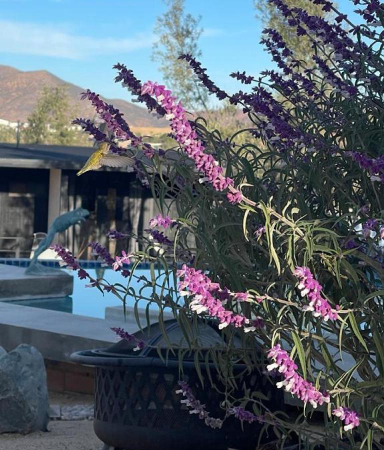 Finca Cazosa Valle de Guadalupe Exterior foto